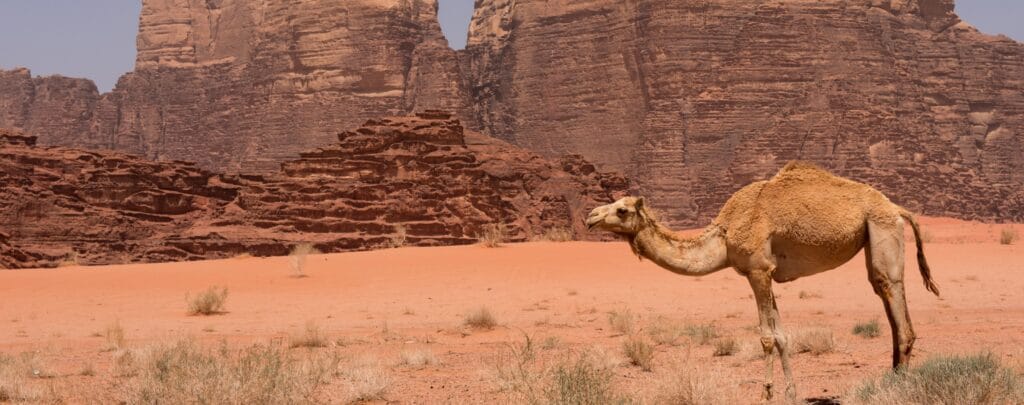 En bild på en kamel i Wadi Rum