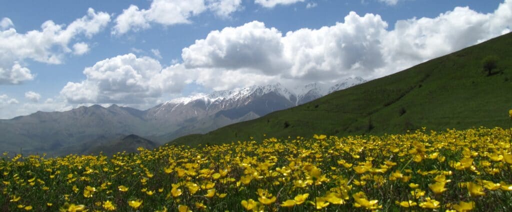 En bild på blommor mmed berg och moln i bakgrunden