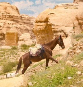 En bild på en häst i Petra