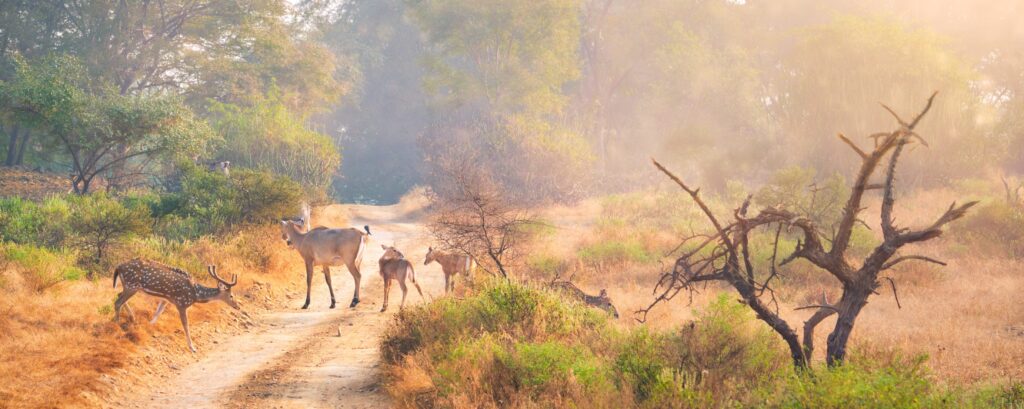 En bild på hjortar i Ranthambore