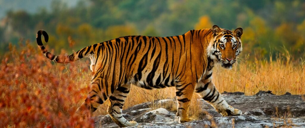 Tigersafari i Indien med Gyllene Triangel