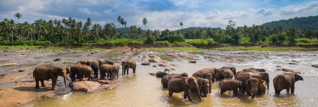 En bild på elefanter