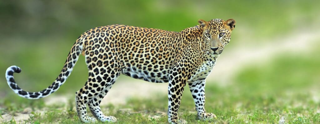 En bild på en leopard