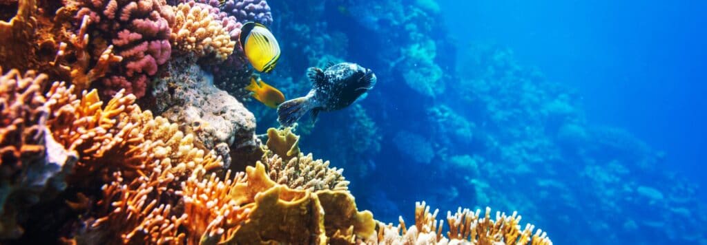 En bild på ett korallrev med fiskar