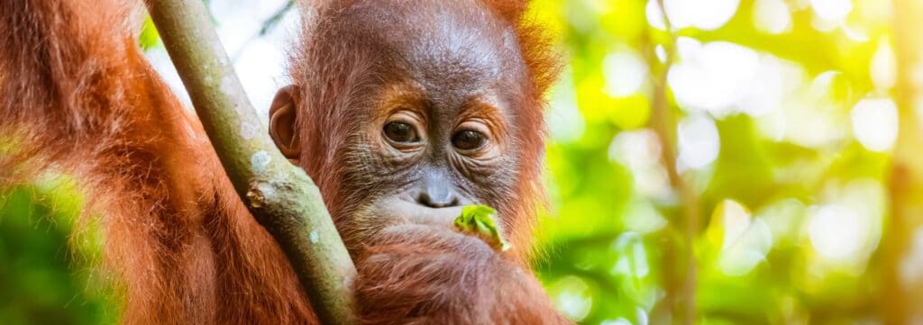 En bild på en orangutang på Borneo