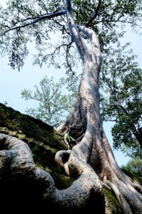 En bild på ett träd som växer över ett tempel