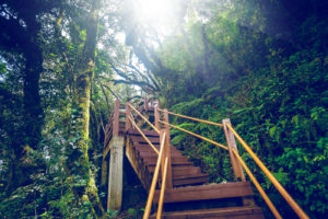 En bild på en trappa i djungeln