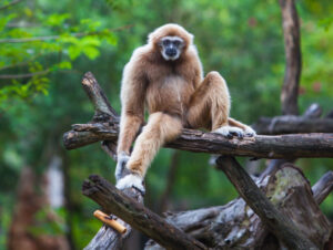 En bild på en apa sittandes på grenar
