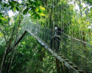 En bild på en hängbro i djungeln
