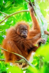En bild på en orangtuang