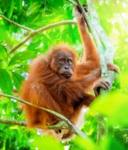 En bild på en orangutang