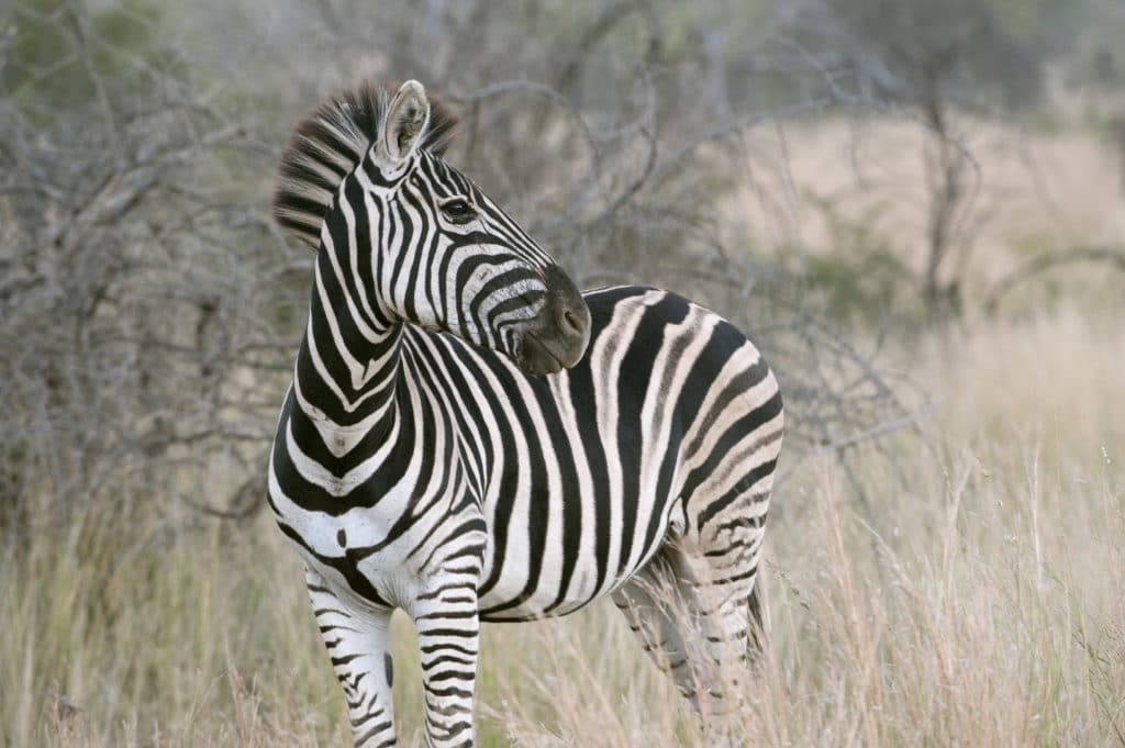 Lyxsafari i Krugerparken