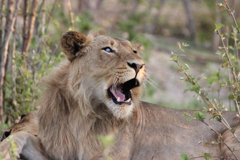 Safari i Kruger National Park