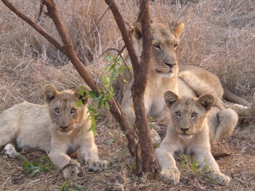 Rundresa i Sydafrika med safari i Krugerparken, Garden Route och Kapstaden