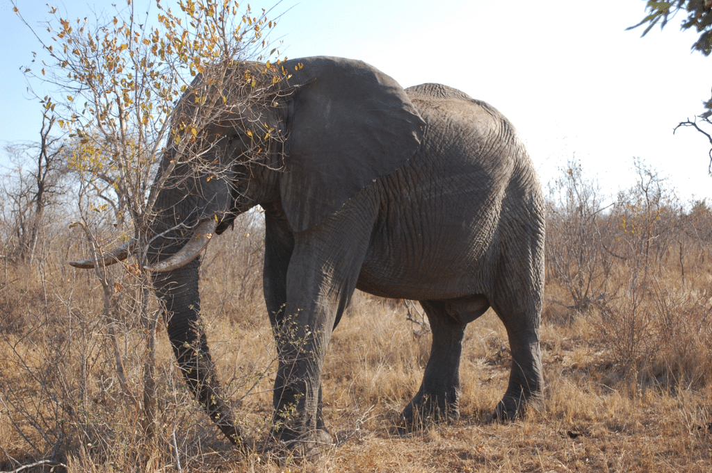 Safari i Krugerparken med Orienttravel