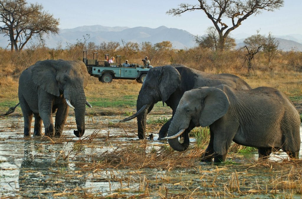 lyxsafari i Krugerparken