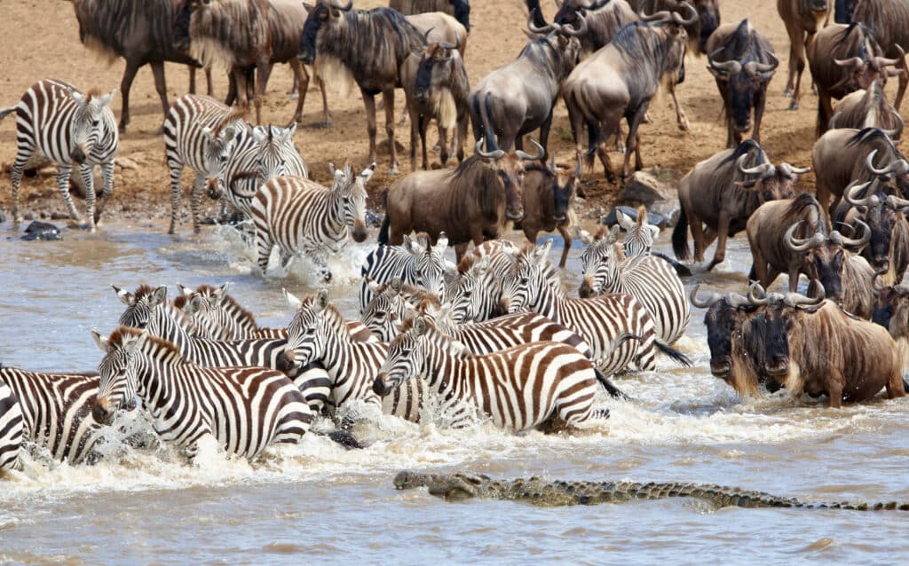 Safari Tanzania - Orient Travel - Mara River Camp