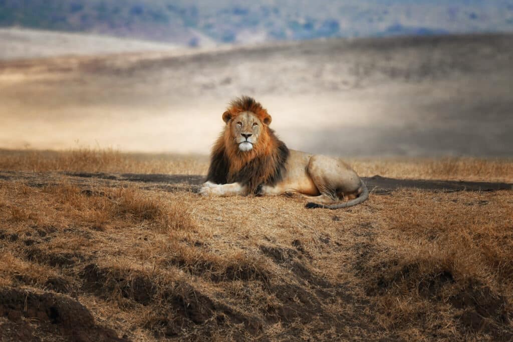 afari Ngorongoro Lions Paw Camp Tanzania
