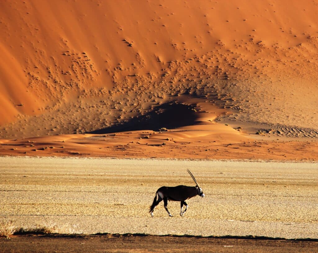 Safari och resor till Namibia